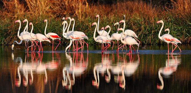 Flamingoes in Kenya